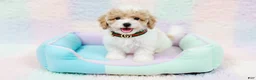 Maltipoo dogs for sale: GUCCI - Ad 1