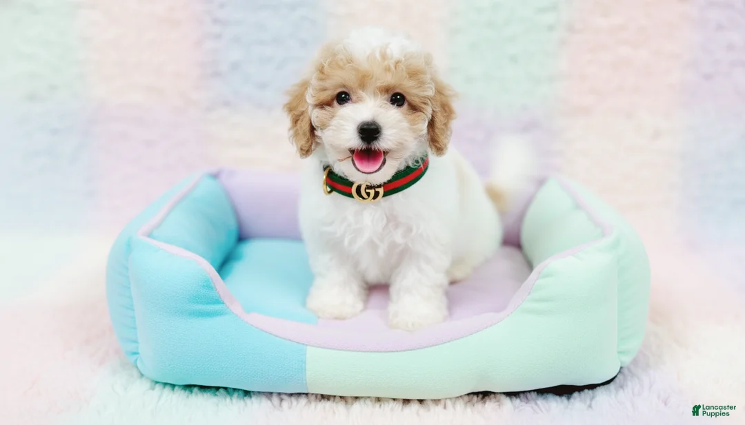 Maltipoo dogs for sale: GUCCI - Ad 1
