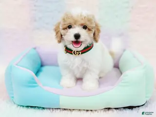 Maltipoo dogs GUCCI - Ad 3