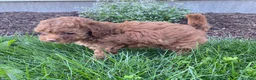 Toy Poodle dogs for sale: Felix - Ad 4
