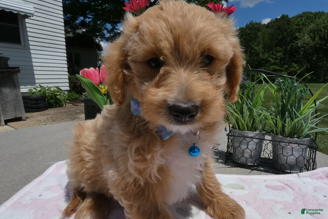 Mini Aussiedoodle dogs for sale: Mini Aussiedoodle 5 Julie  - Ad 2