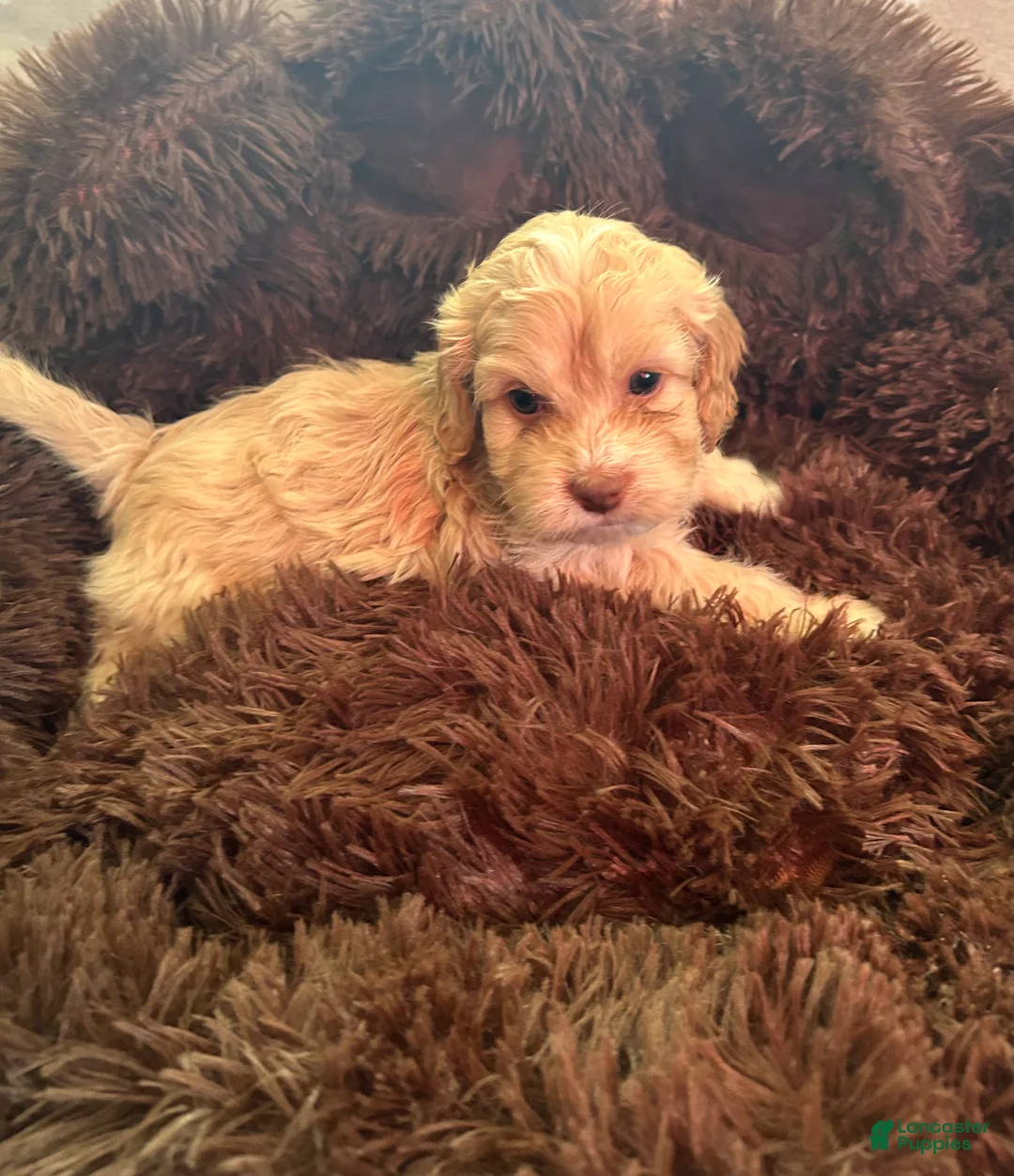 Cockapoo dogs for sale: Cockapoo Puppy 1 - Ad 2