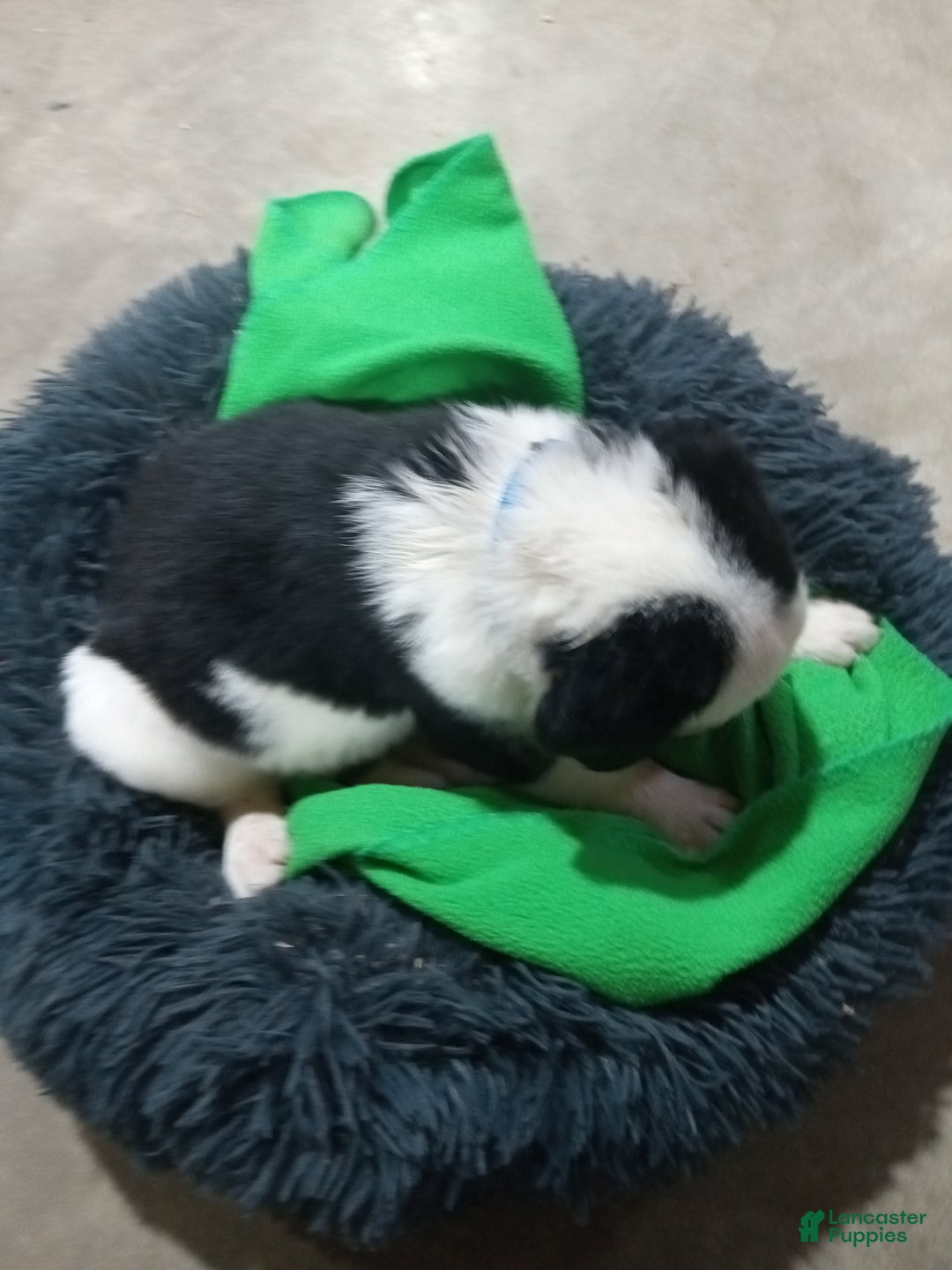 Mixed Breed dogs for sale: Chungus - Ad 5