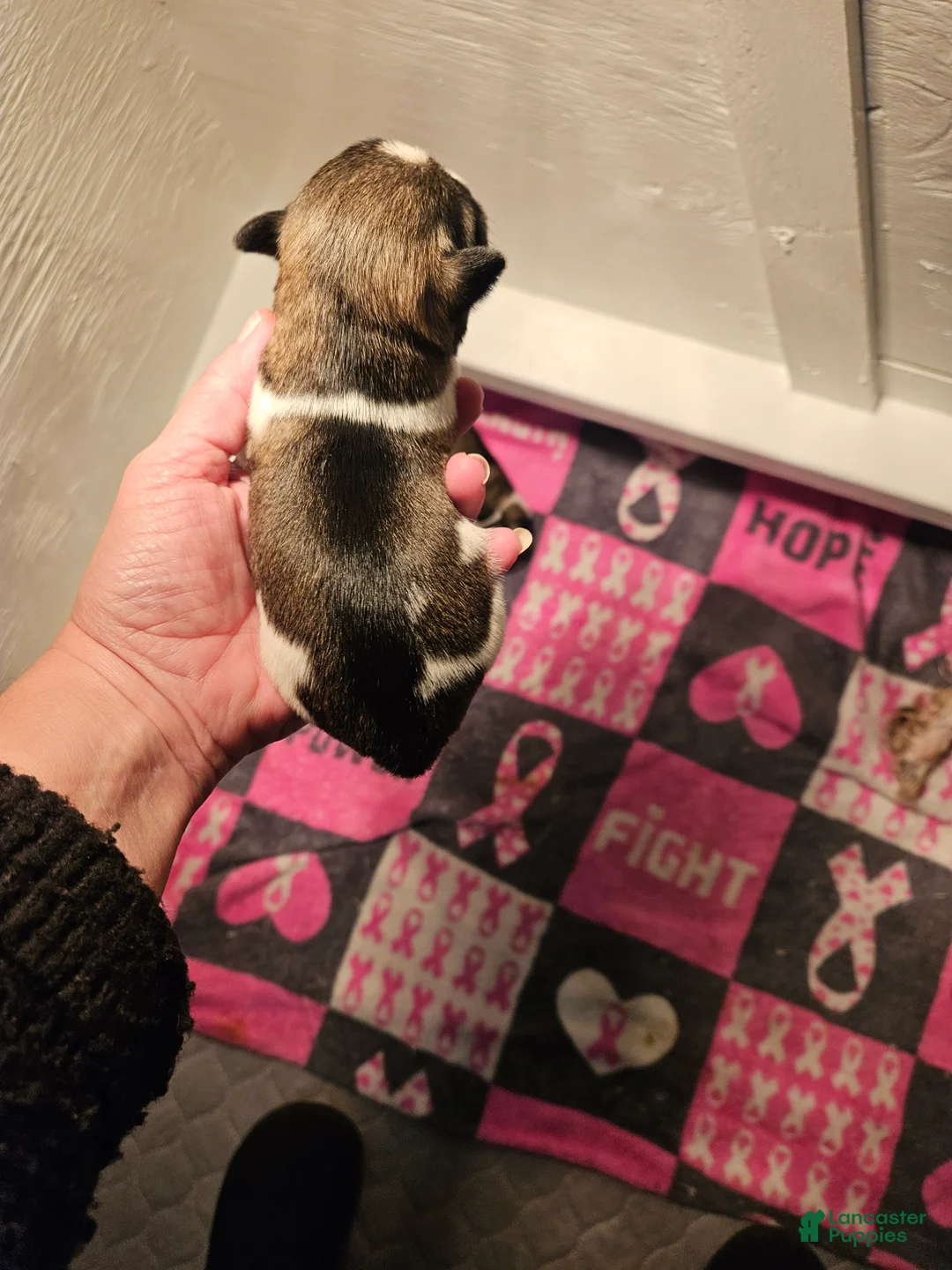 Miniature Schnauzer dogs for sale: Salt n pepper parti male  - Ad 2