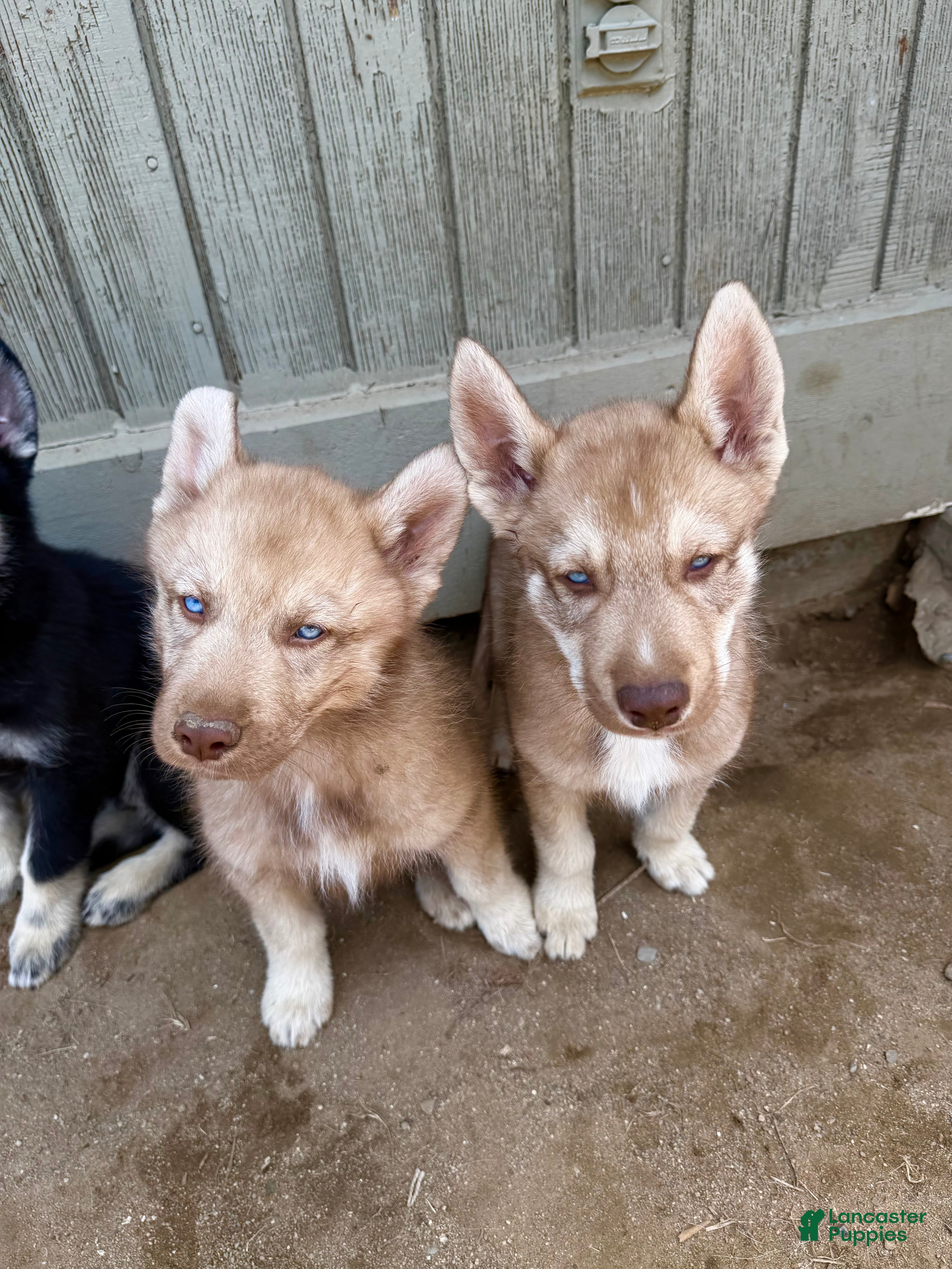 Siberian Husky dogs Siberian Husky Puppy 6 - Ad 6