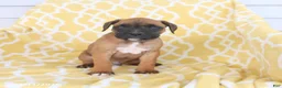 Boxer dogs for sale: Archie - Ad 5