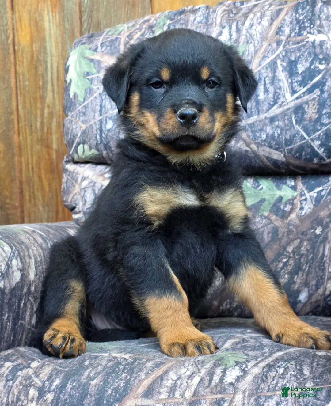 Rottweiler dogs for sale: Grant - Ad 2