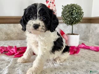 Cavapoo dogs Candy - Ad 24