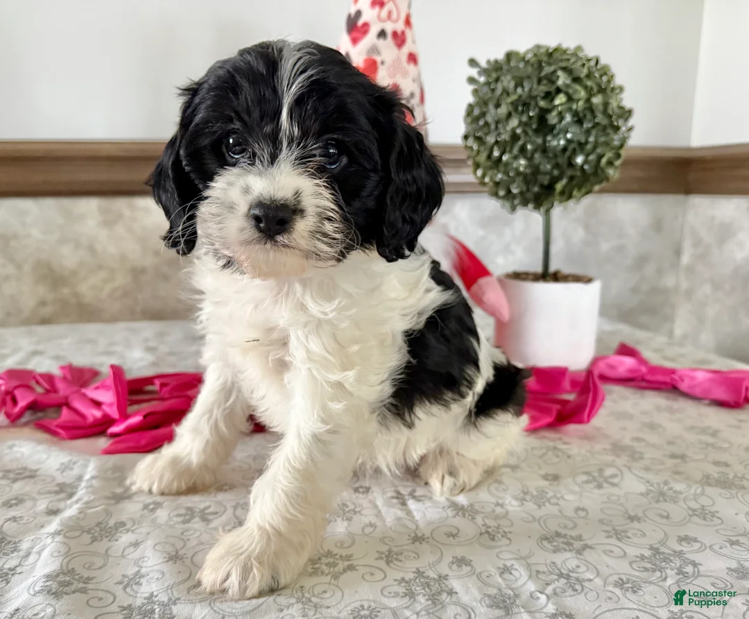 Cavapoo dogs for sale: Candy - Ad 1