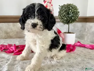 Cavapoo dogs Candy - Ad 29