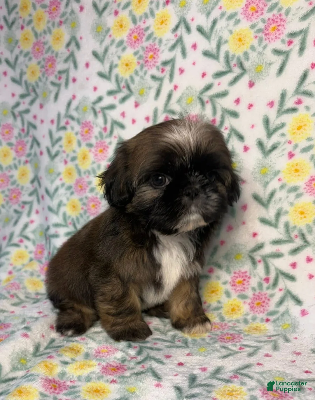 Shih Tzu dogs for sale: Scuttle - Ad 2