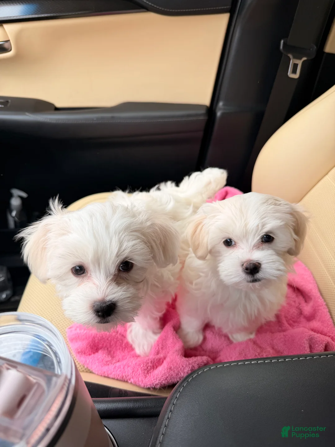 Maltese dogs for sale: Luciano - Ad 2