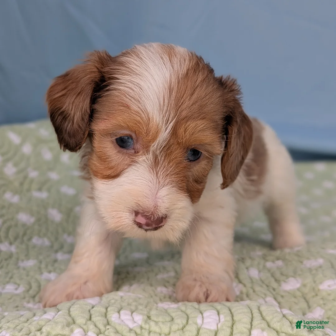 Miniature Dachshund dogs for sale: Rose - Ad 11