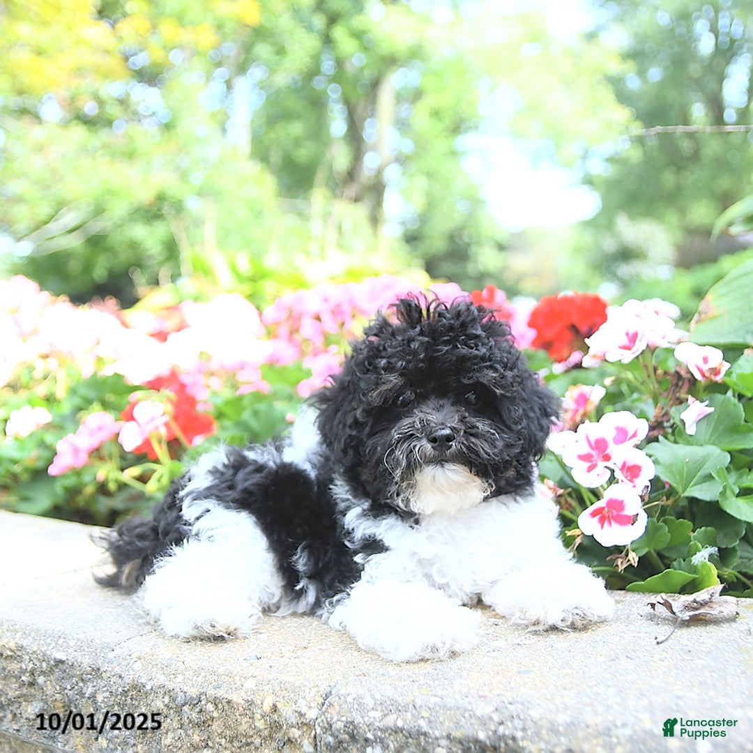 Toy Poodle dogs for sale: Kody - Ad 15