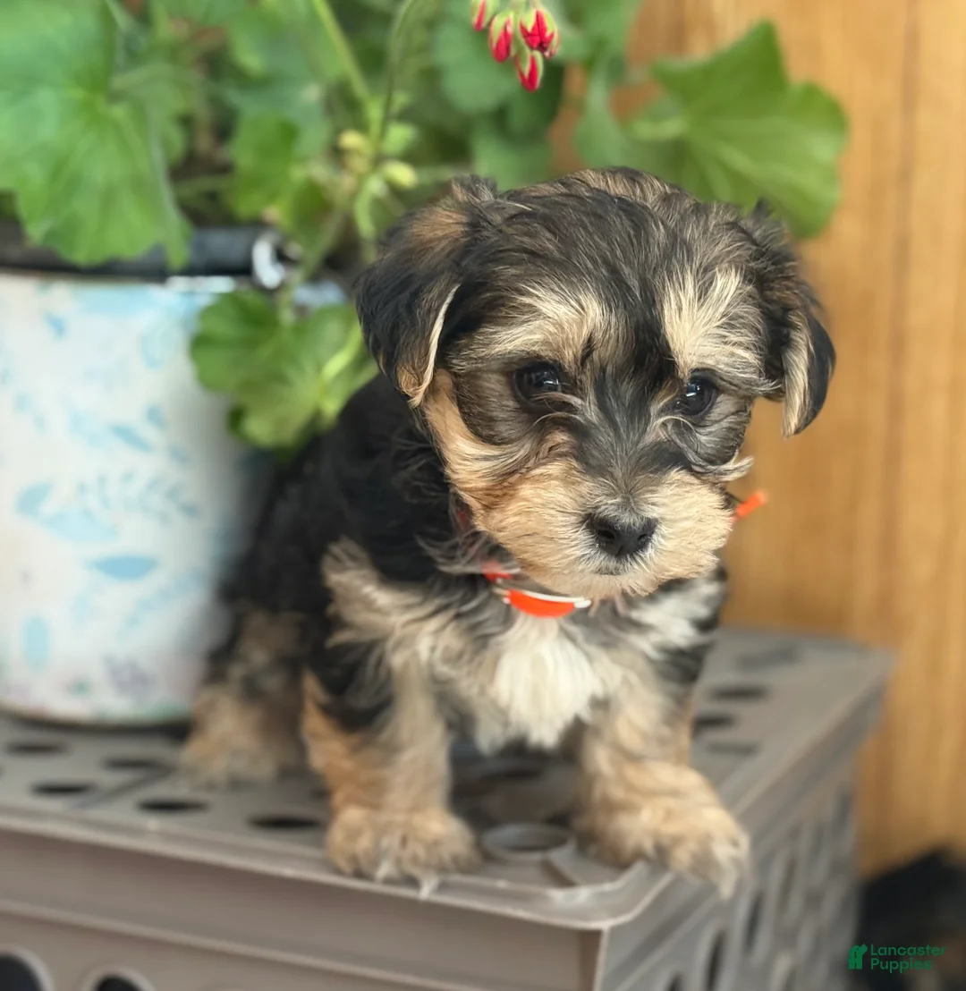 Morkie dogs for sale: Bridgette - Ad 8