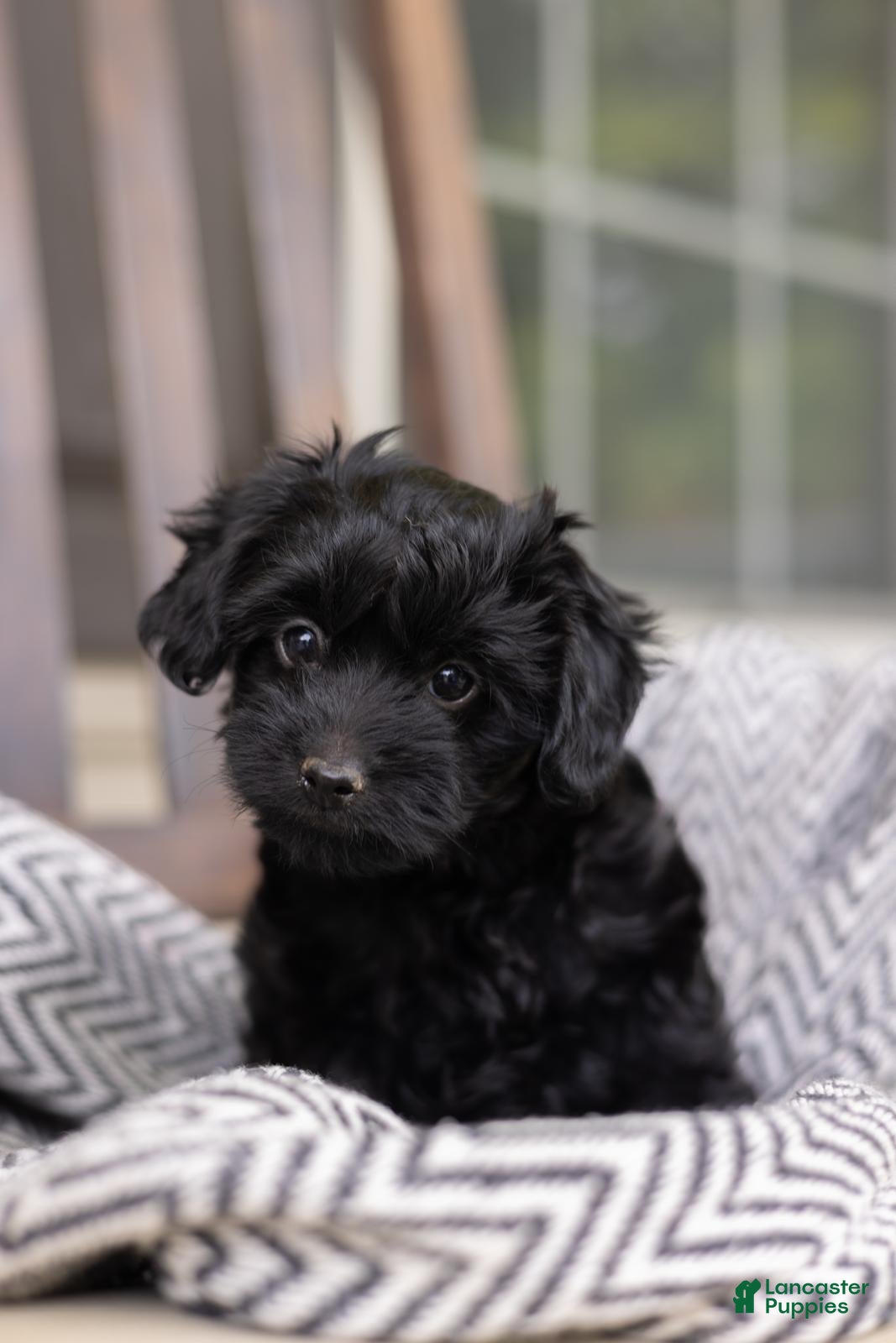 Yorkiepoo dogs Cameron "Cam" - Ad 1