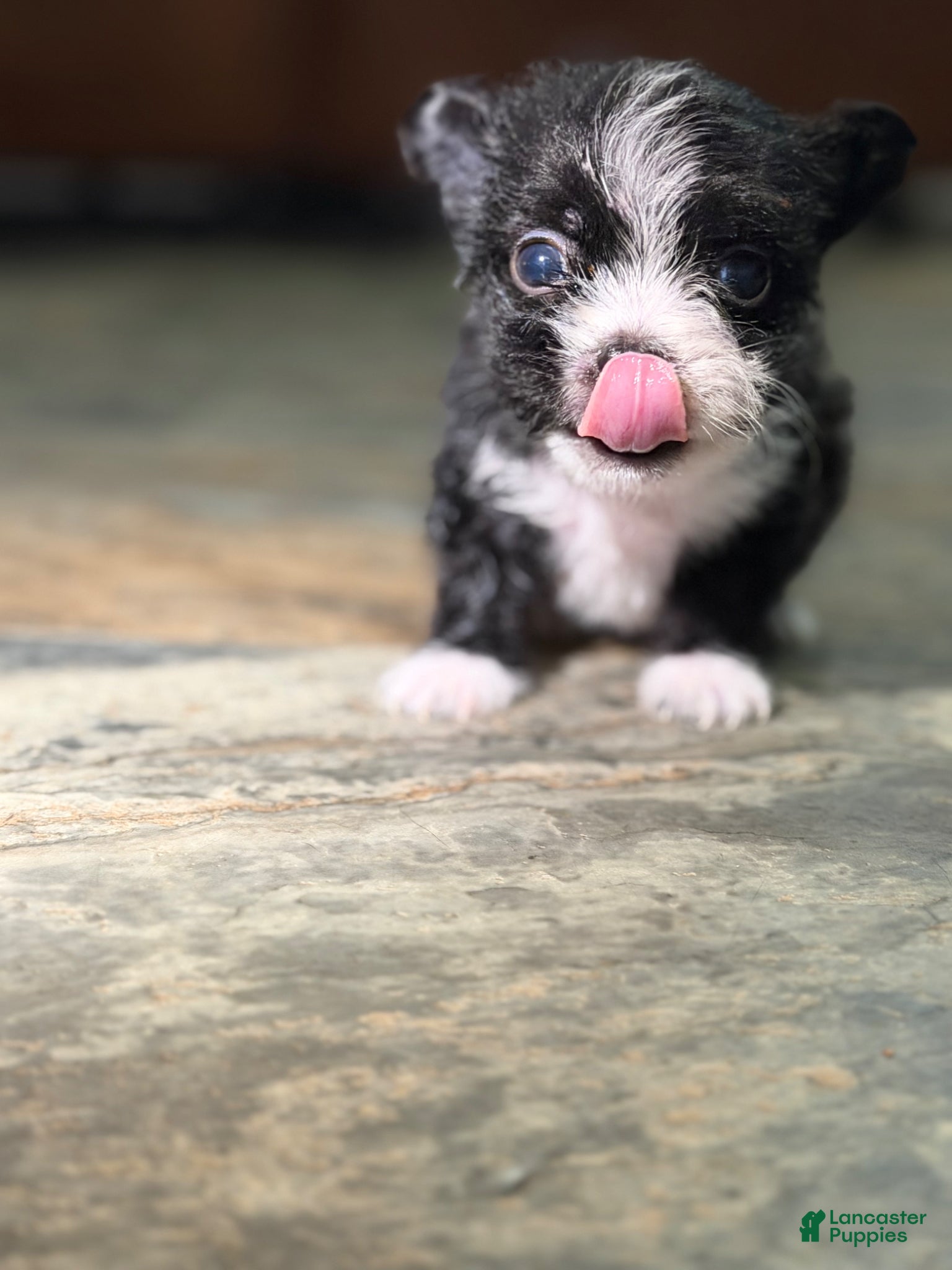 Chihuahua dogs Teacup Chihuahua longhair male  - Ad 26
