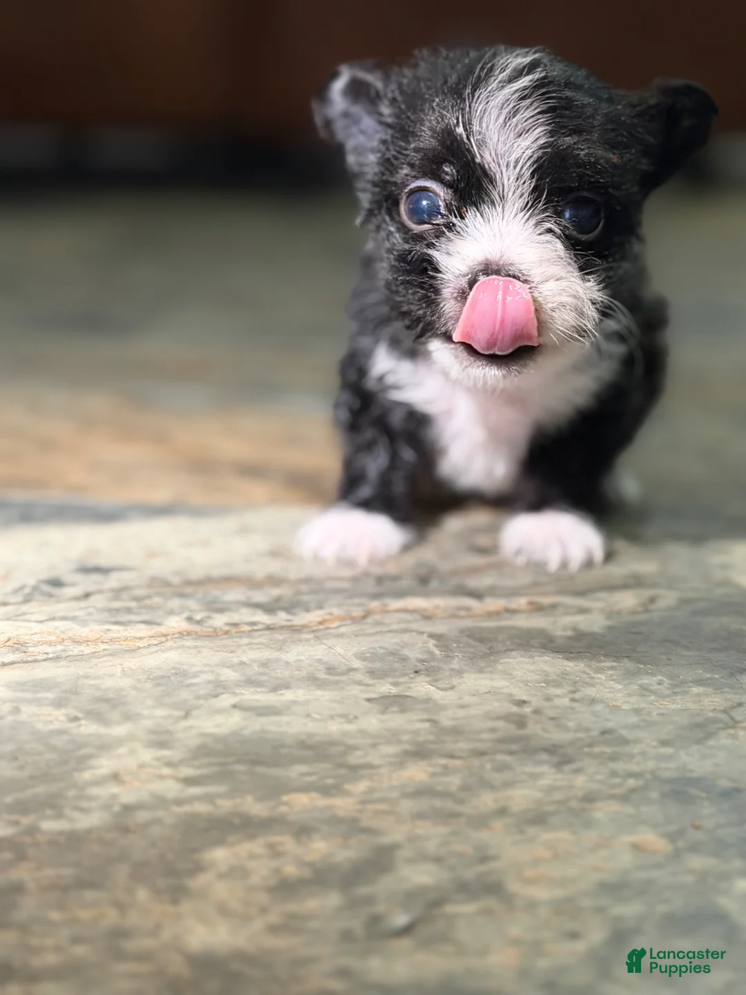 Chihuahua dogs for sale: Teacup Chihuahua longhair male  - Ad 1