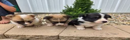Welsh Corgi Pembroke dogs for sale: Welsh Corgi Pembroke 2 - Ad 6