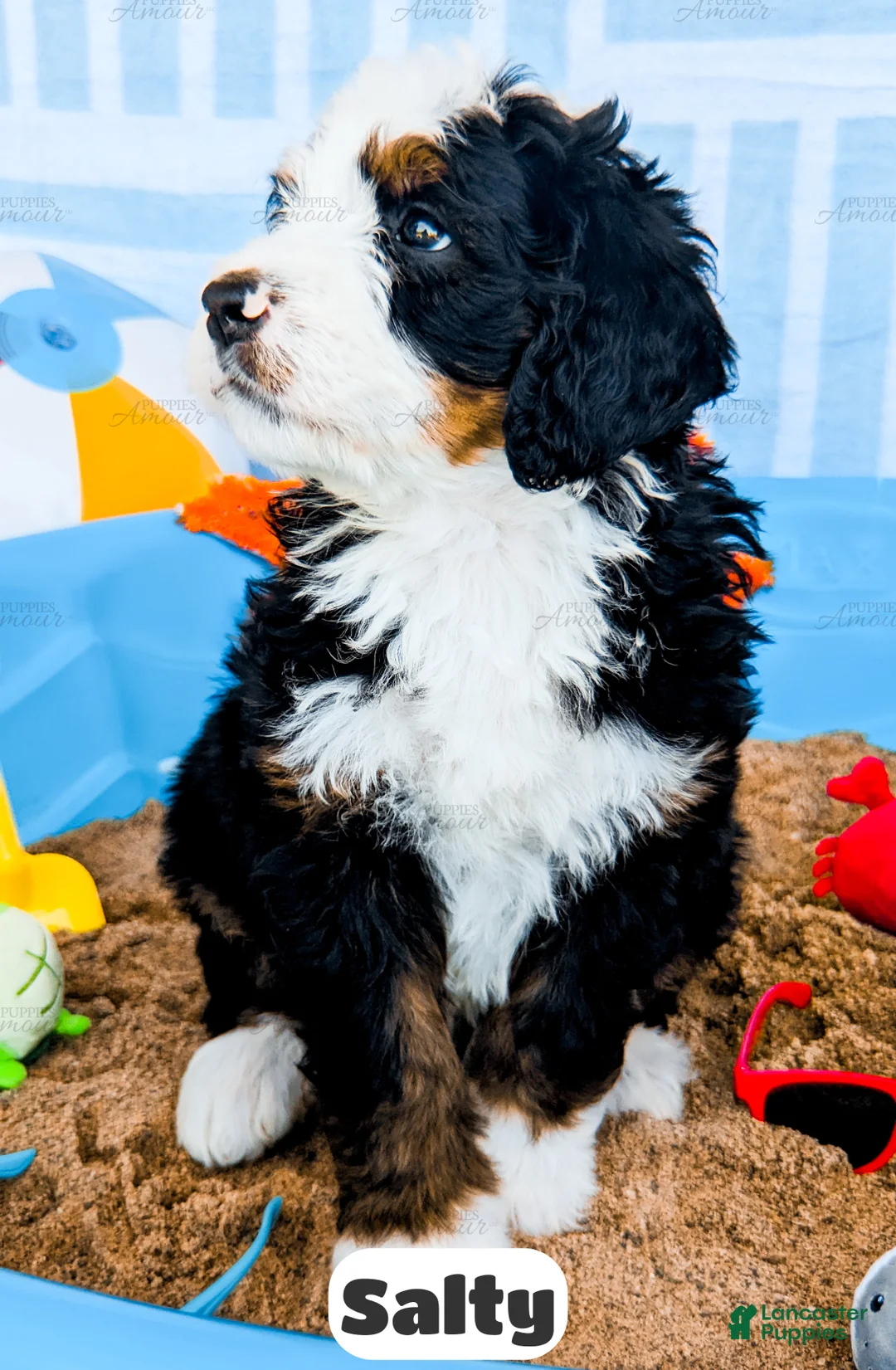 Bernedoodle dogs for sale: Salty - Ad 2