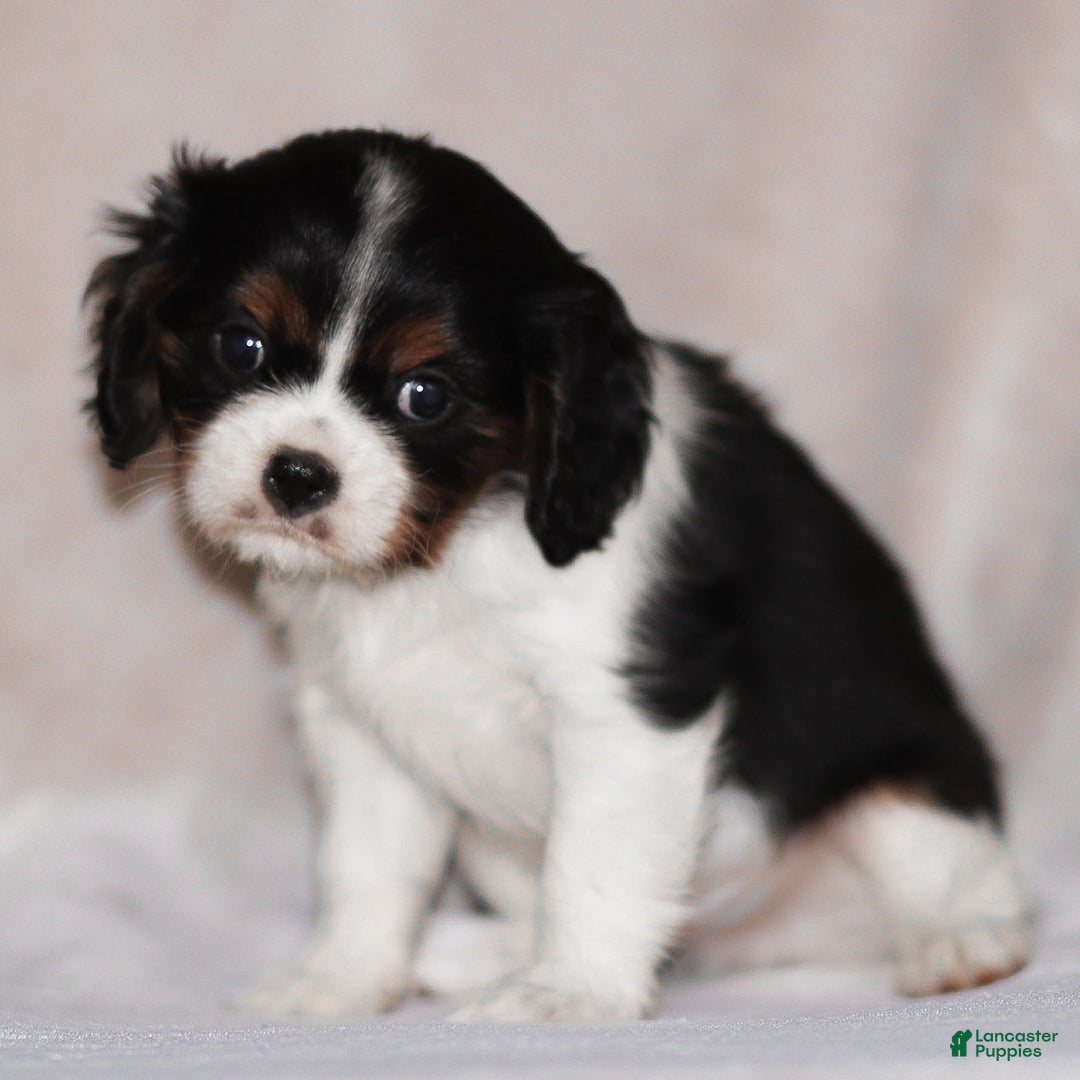Cavalier King Charles Spaniel dogs for sale: Cassian - Ad 13