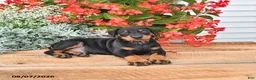 Doberman Pinscher dogs for sale: Bruno - Ad 4