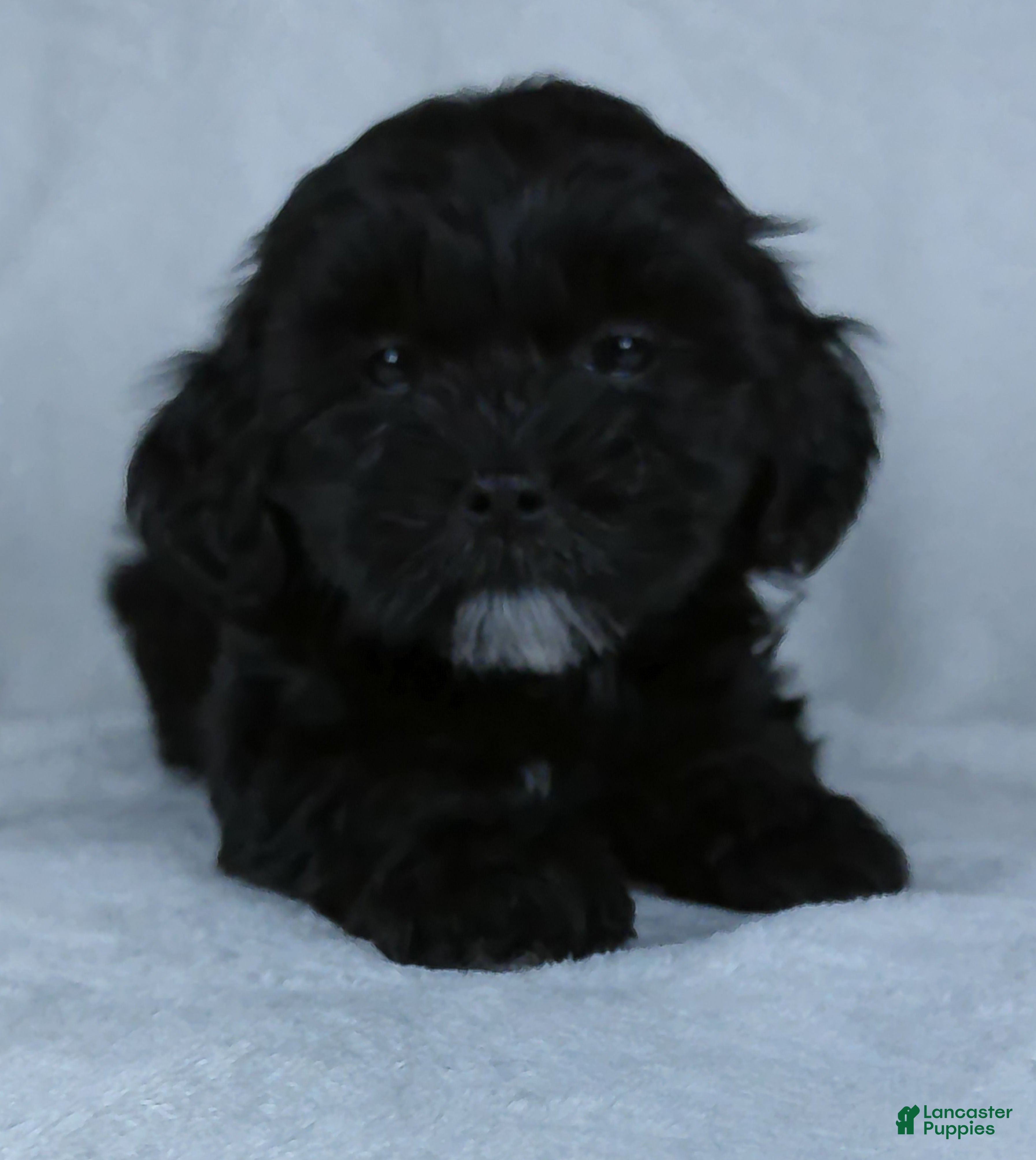 Shihpoo dogs Cookie - Ad 2