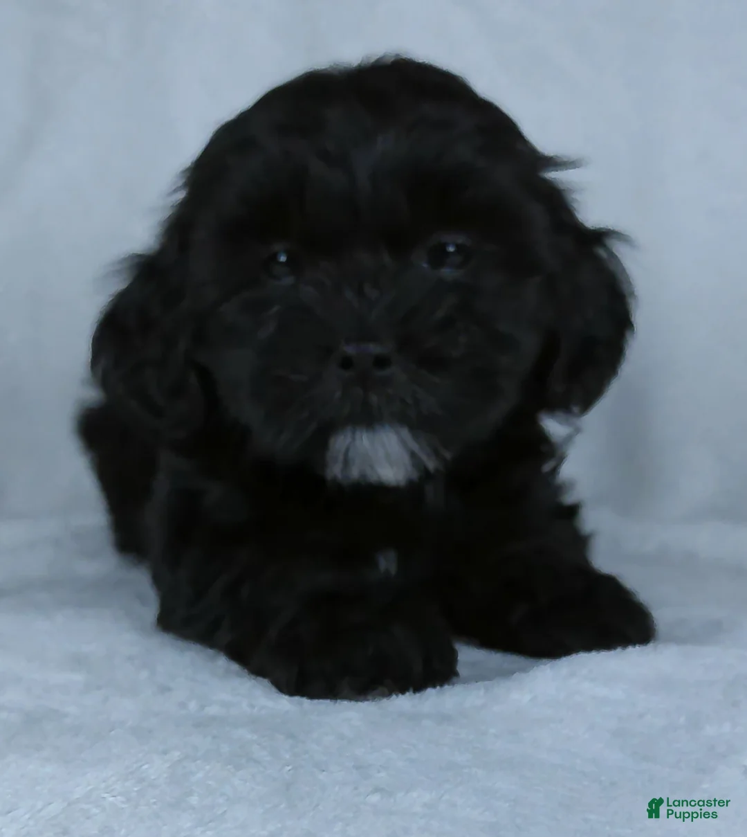 Shihpoo dogs for sale: Cookie - Ad 2