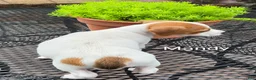 Jack Russell Terrier dogs for sale: Jack Russell Terrier 2 - Ad 3