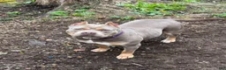 American Bully dogs for sale: American Bully Puppy 1 - Ad 9