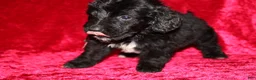 Doxiepoo dogs for sale: Doxiepoo Chase - Ad 8