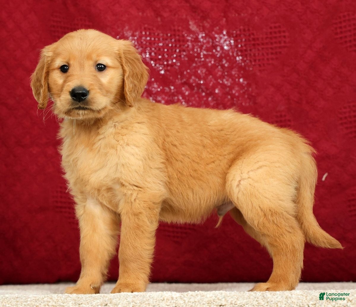 Golden Retriever dogs for sale: Tipper - Ad 1