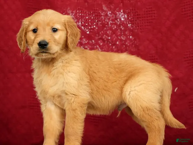 Golden Retriever dogs for sale: Tipper - Ad 1