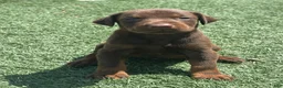 Doberman Pinscher dogs for sale: Zoe - Ad 6