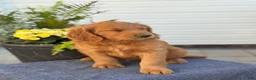 Goldendoodle dogs for sale: Tripp - Ad 13