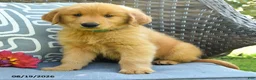 Golden Retriever dogs for sale: Mary - Ad 4
