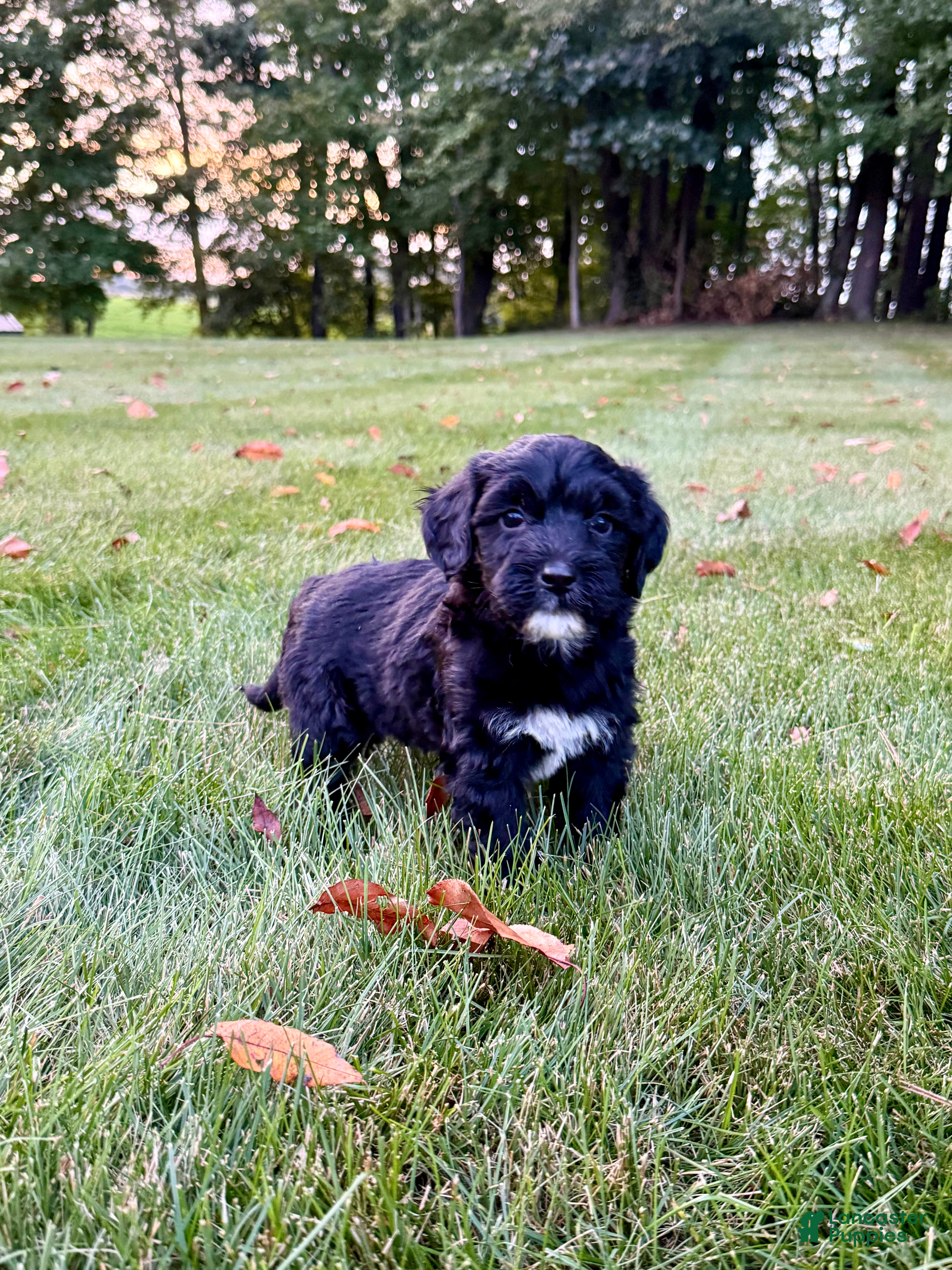 Portuguese Water Dog dogs Oscar - Ad 1