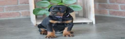 Doberman Pinscher dogs for sale: Luna - Ad 9