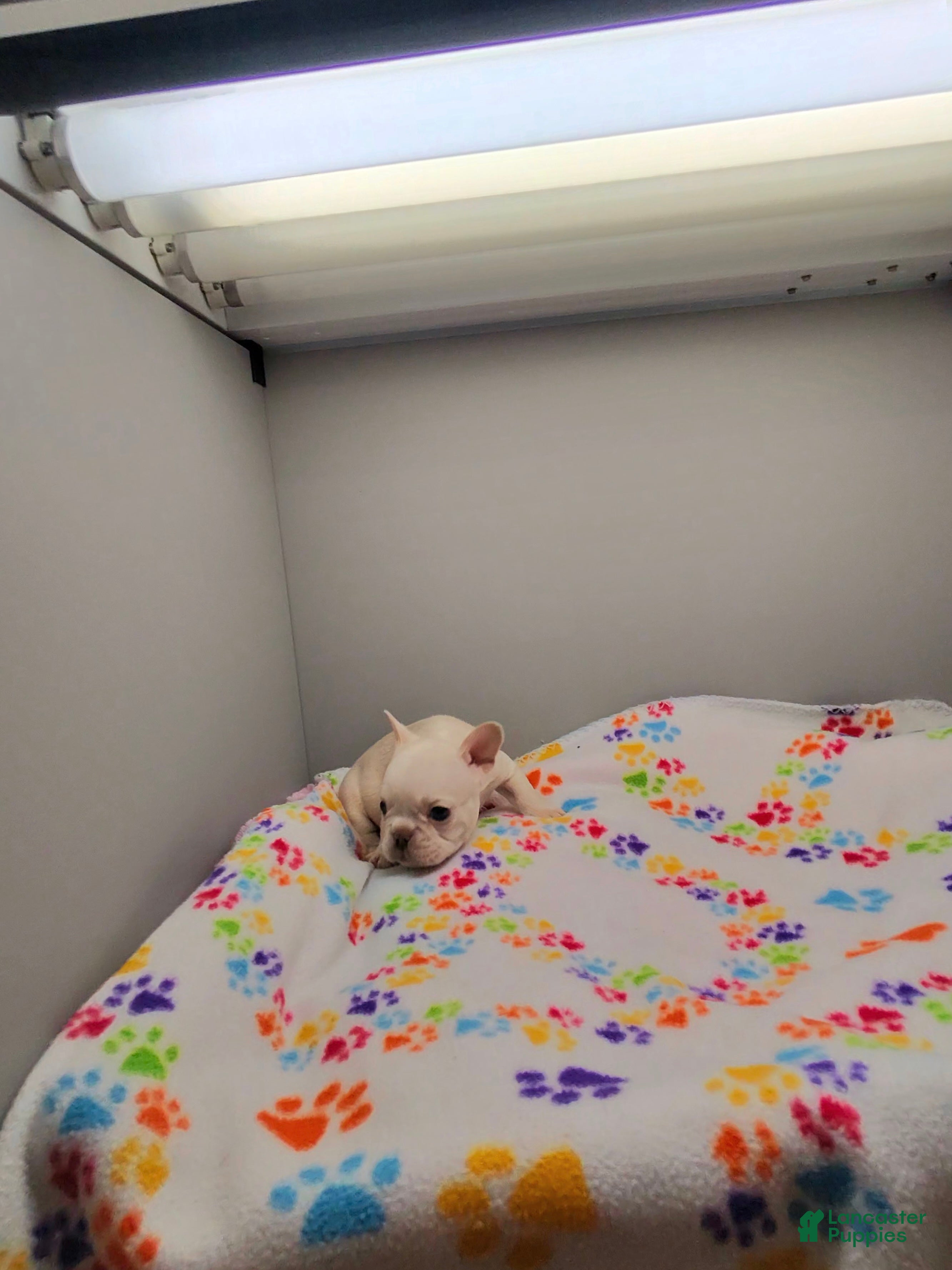 French Bulldog dogs French Bulldog 3 - Ad 1