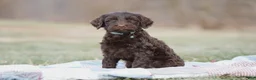 Portuguese Water Dog dogs for sale: Sofi  - Ad 15