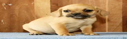 Puggle dogs for sale: Bella - Ad 1