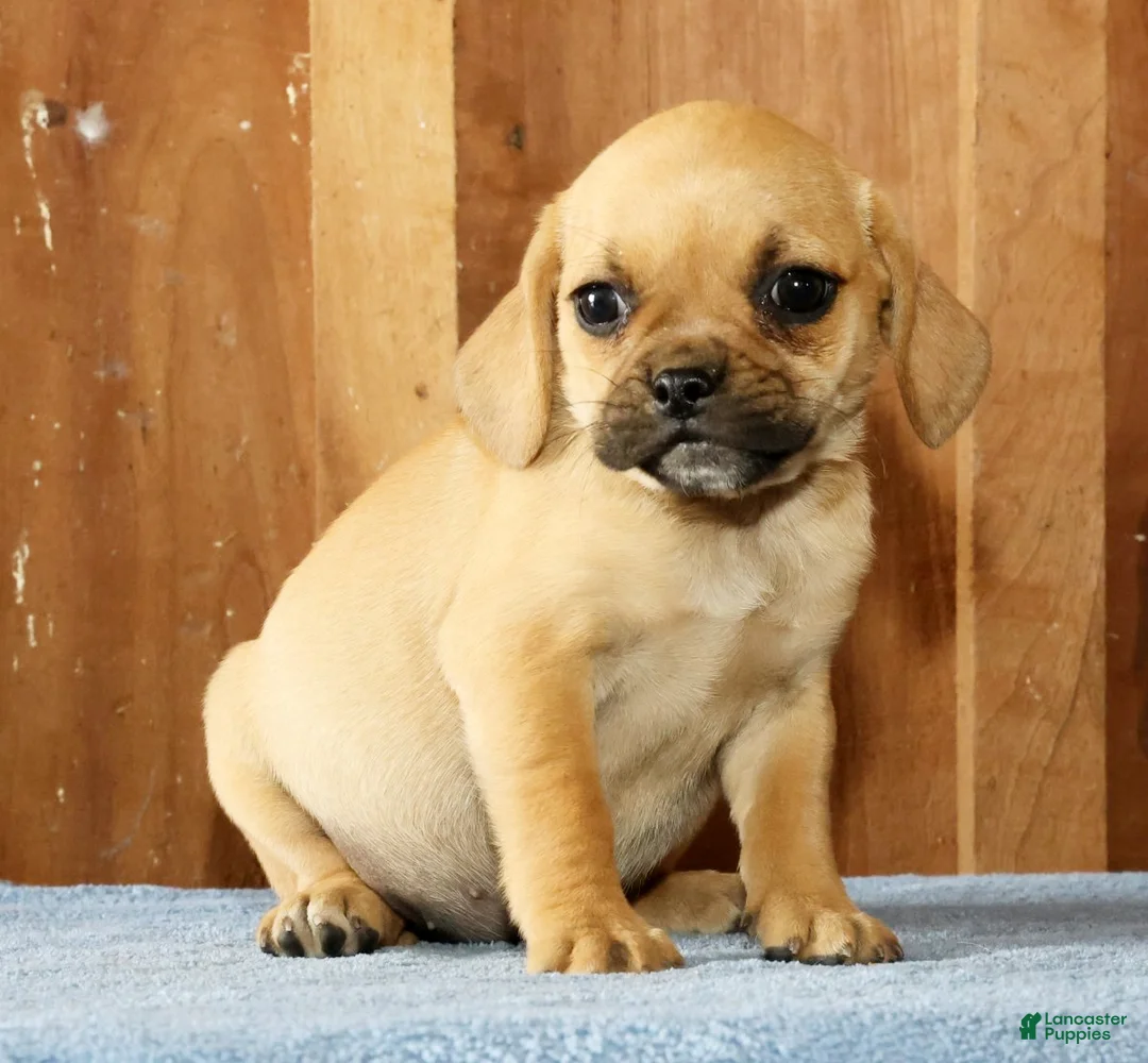 Puggle dogs for sale: Bella - Ad 1