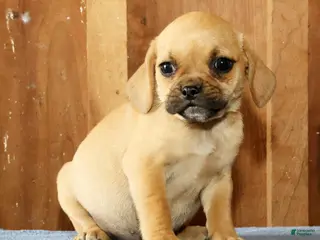 Puggle dogs for sale: Bella - Ad 3