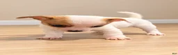 Chihuahua dogs for sale: Chihuahua 2 - Ad 2