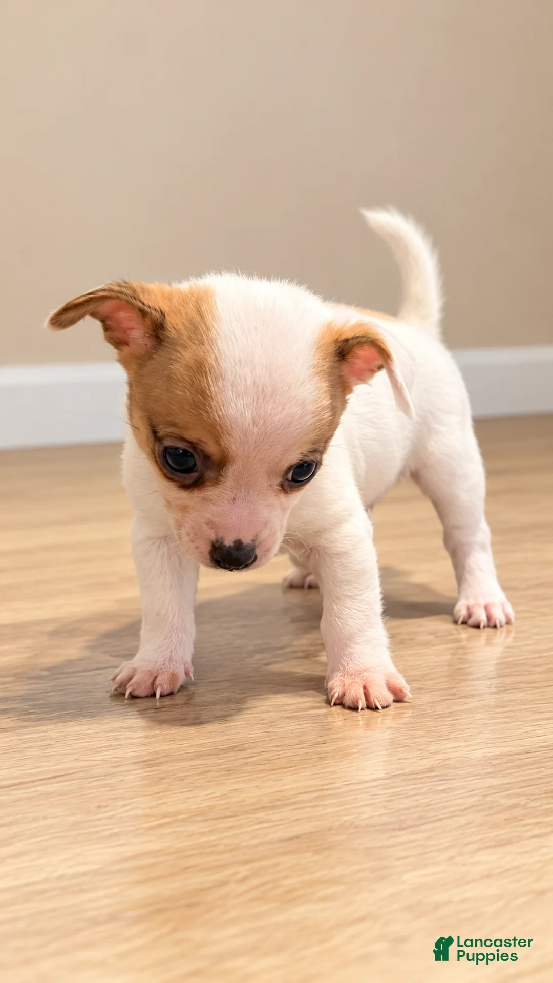 Chihuahua dogs for sale: Chihuahua 2 - Ad 2