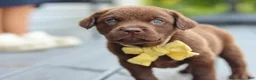 Labrador Retriever dogs for sale: Indigo - Ad 5