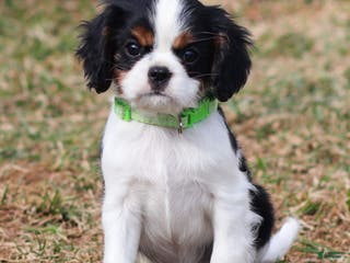 Cavalier King Charles Spaniel dogs Azriel - Ad 15