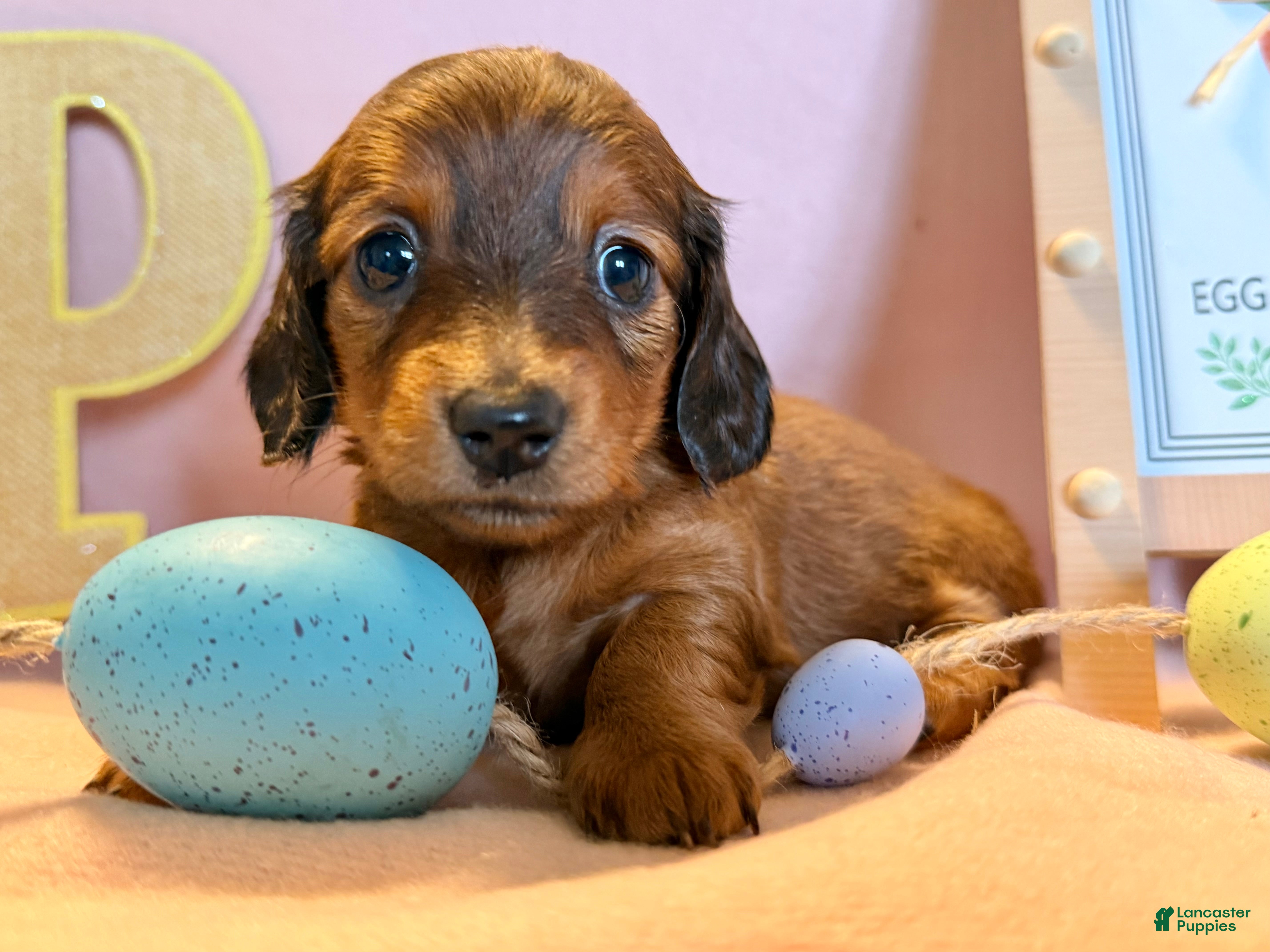 Dachshund dogs Tulip - Ad 2
