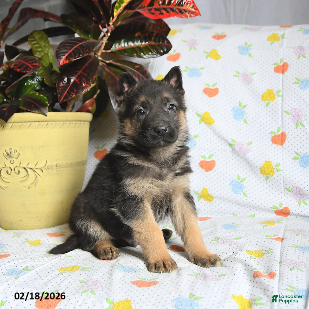 German Shepherd dogs for sale: Winston - Ad 2