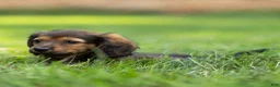 Miniature Dachshund dogs for sale: Marie Miniature Dachshund  - Ad 4